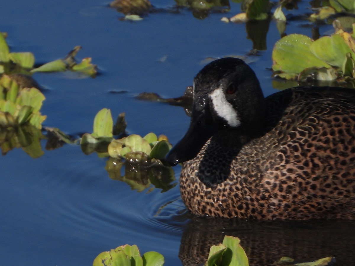 ミカヅキシマアジ - ML647608171