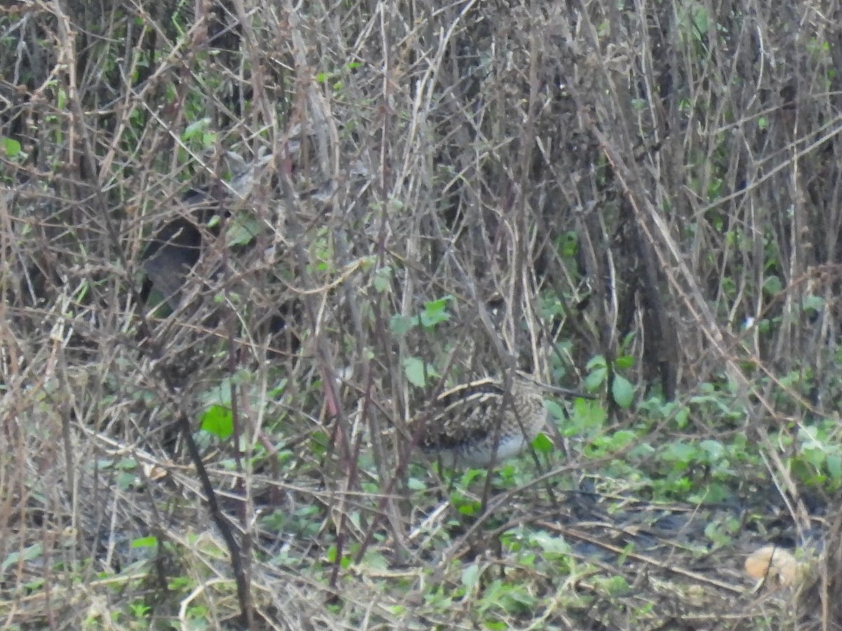 タシギ - ML647608172