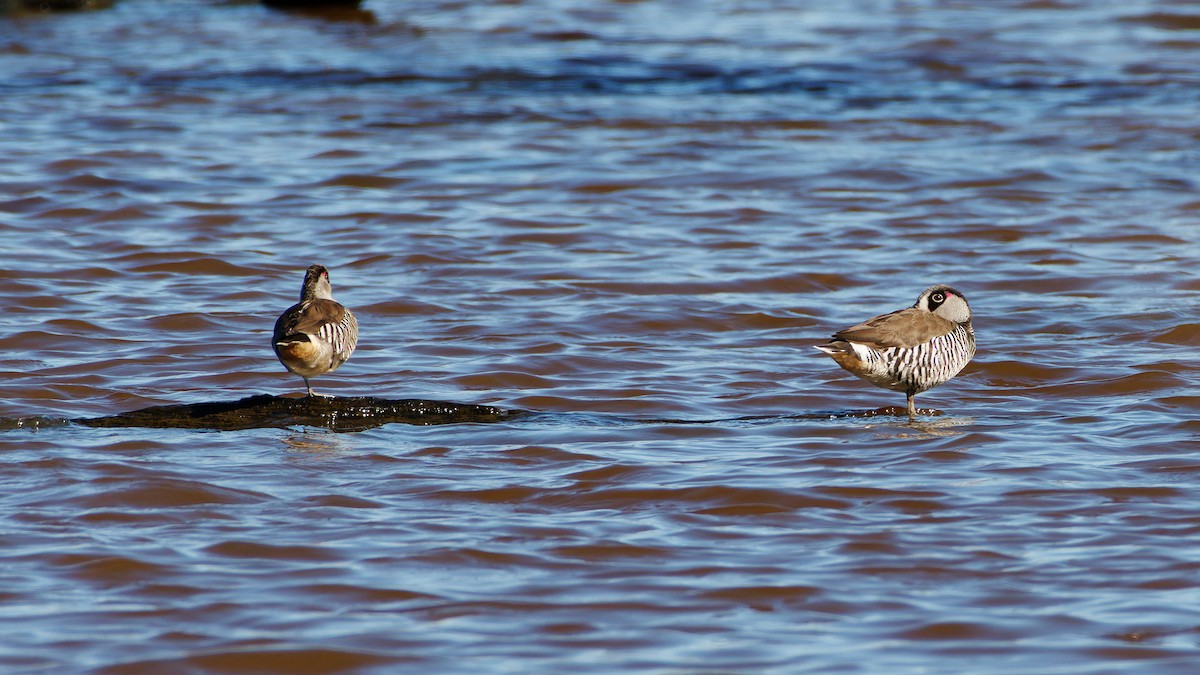 サザナミオオハシガモ - ML647608173