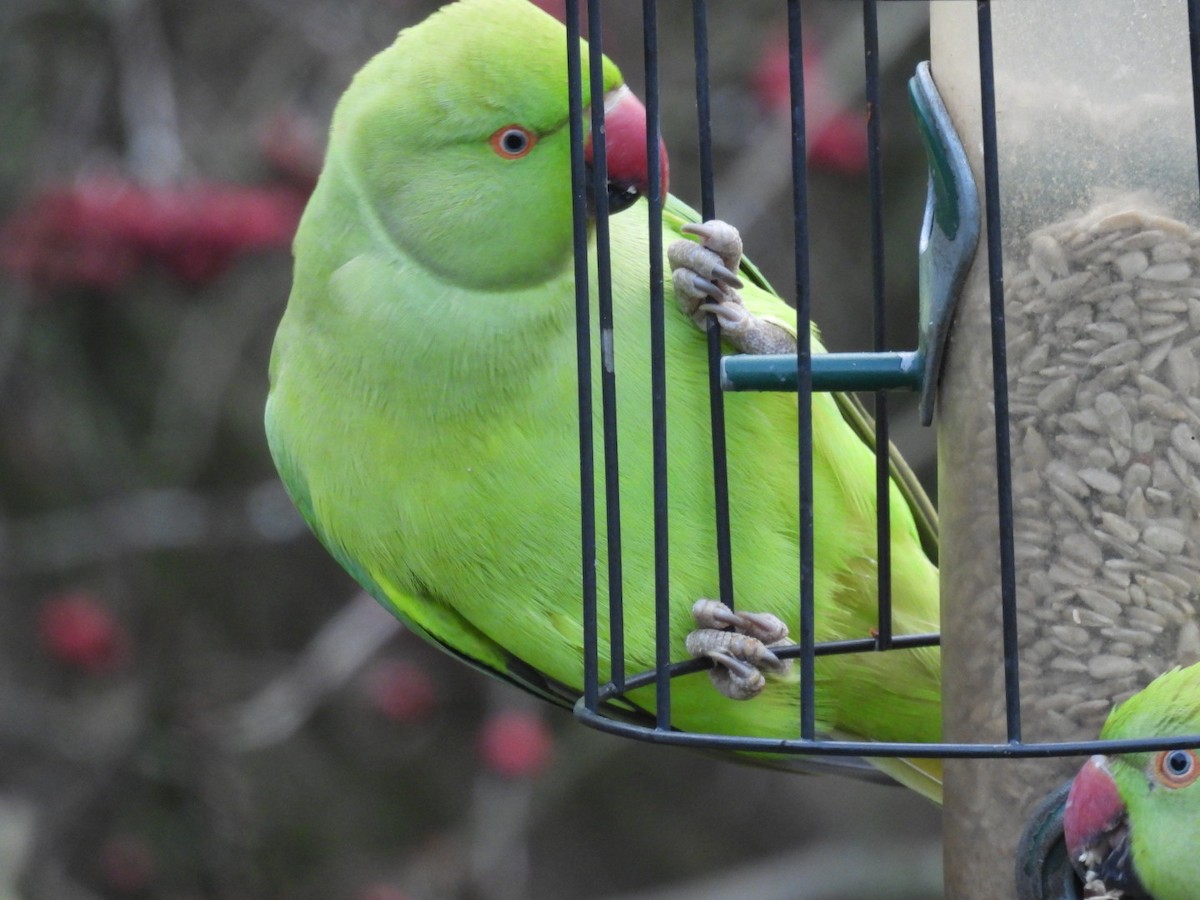 ホンセイインコ - ML647608174