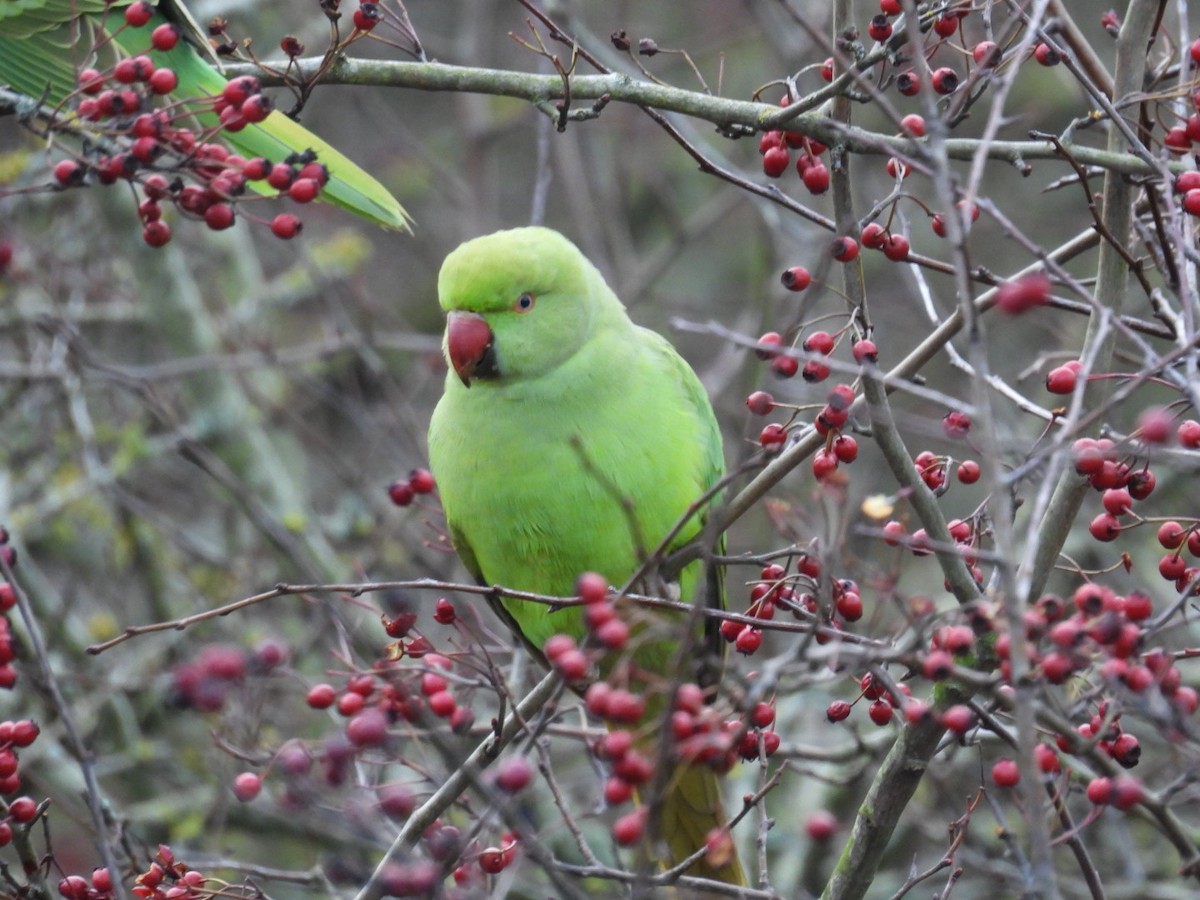 ホンセイインコ - ML647608175