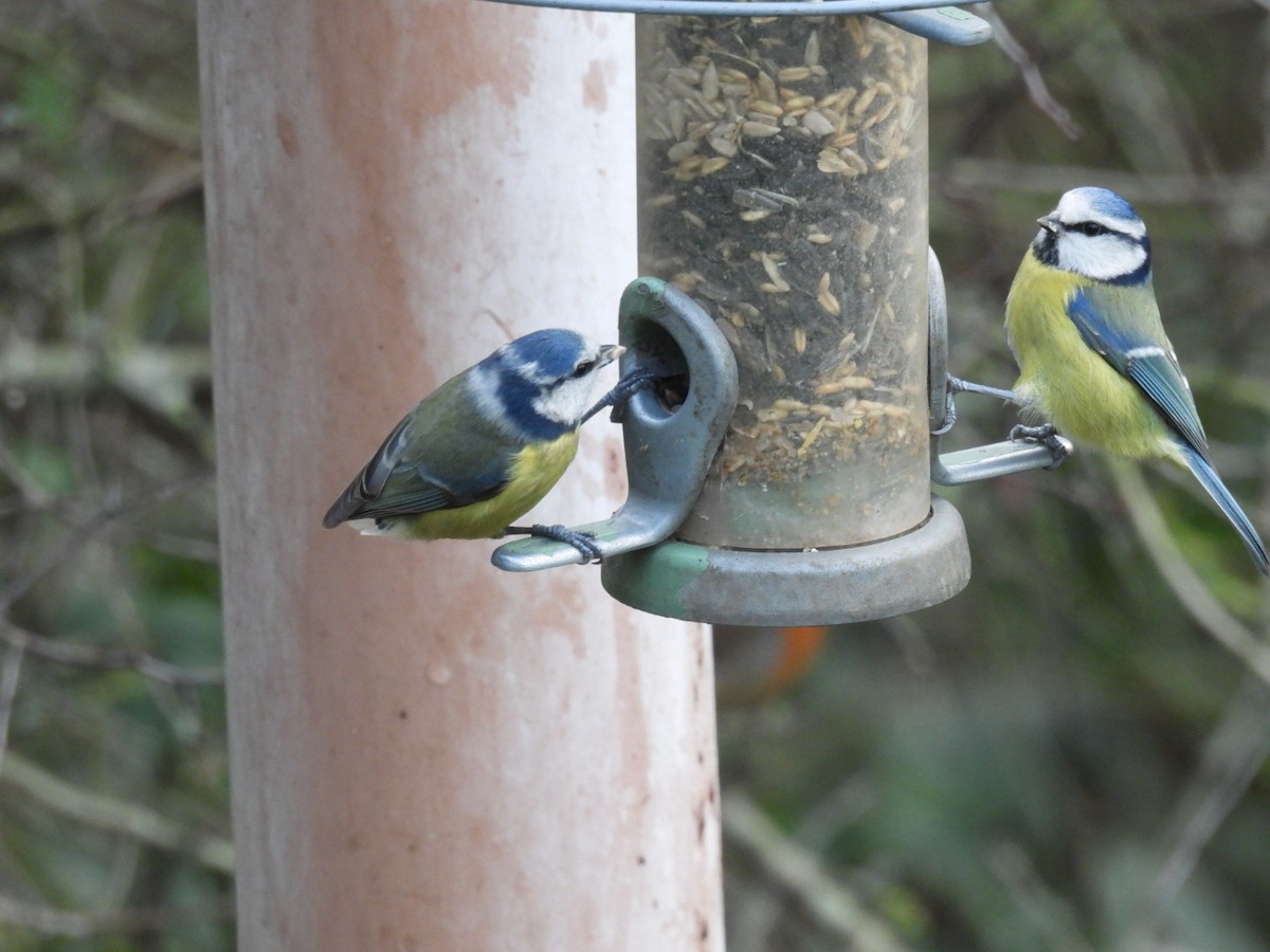 アオガラ - ML647608178