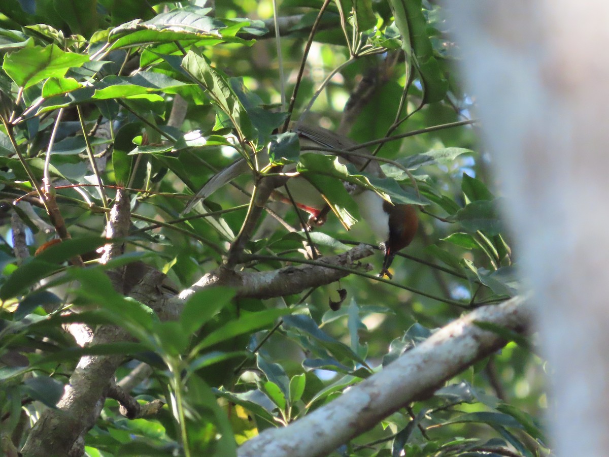 ズアカノドジロガビチョウ - ML647608179