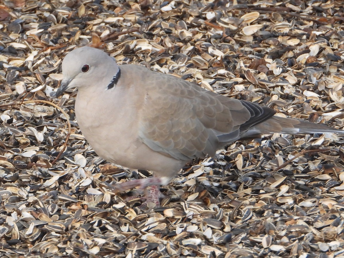 シラコバト - ML647608180