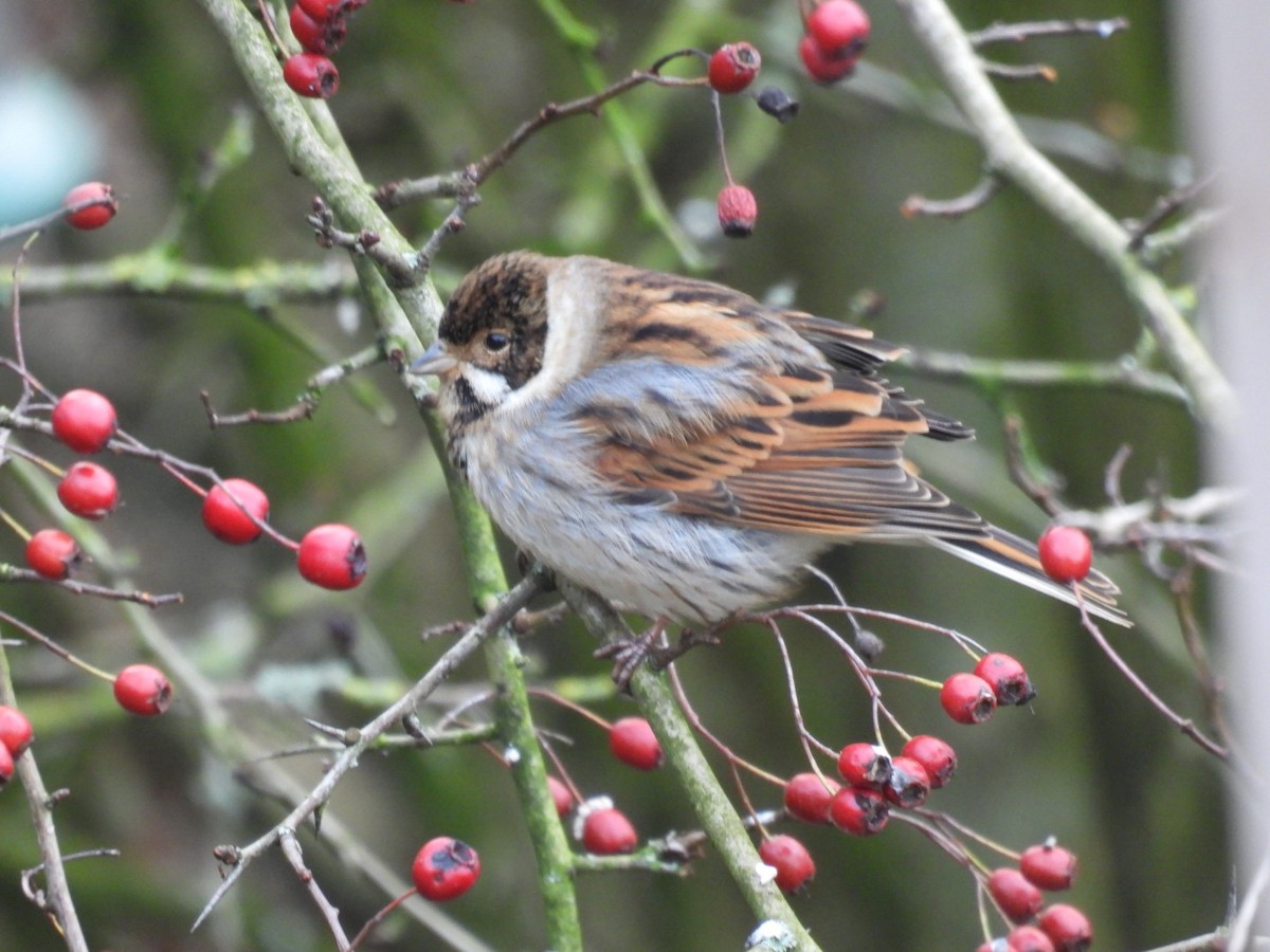 オオジュリン - ML647608181