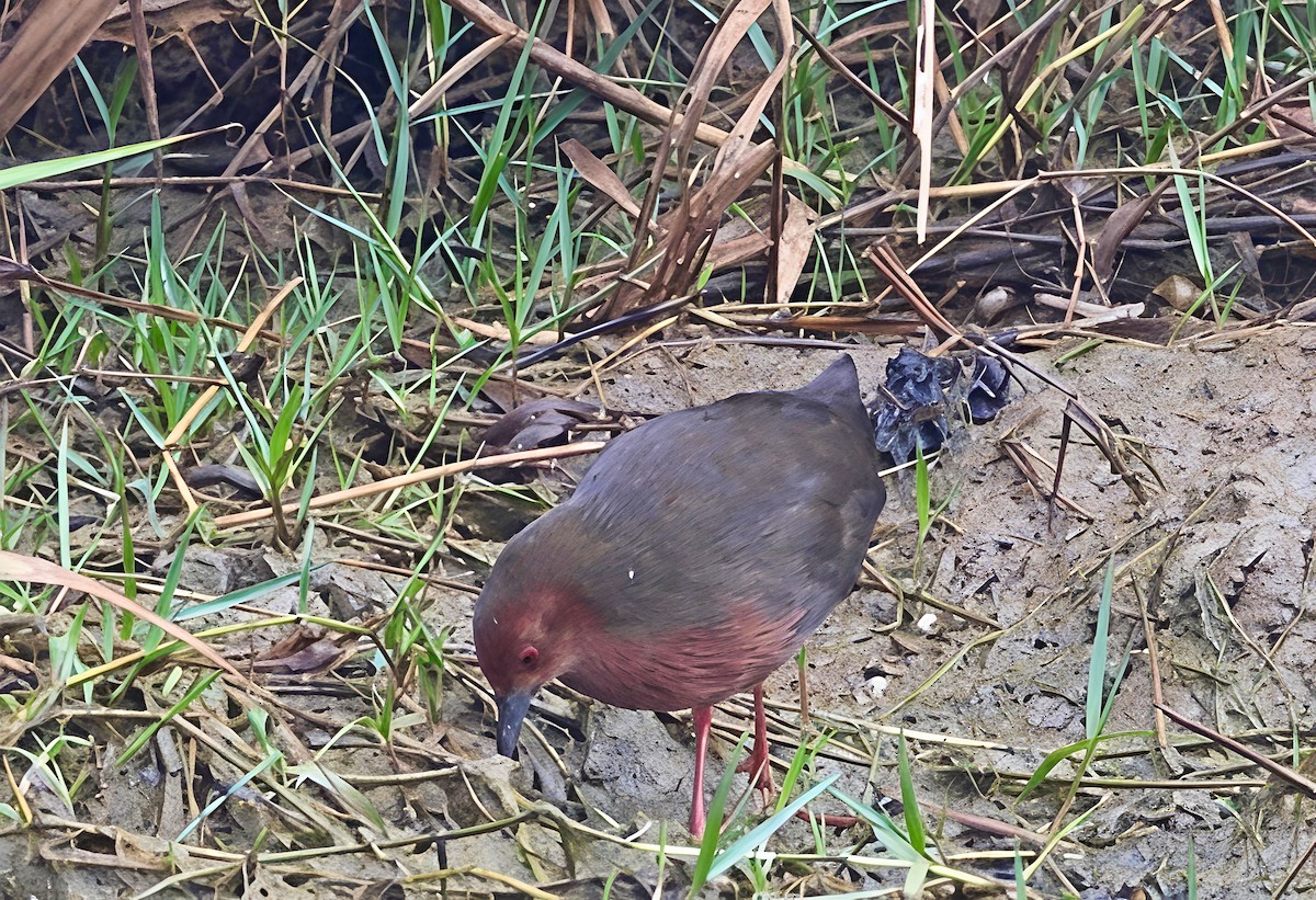 ヒクイナ - ML647608183