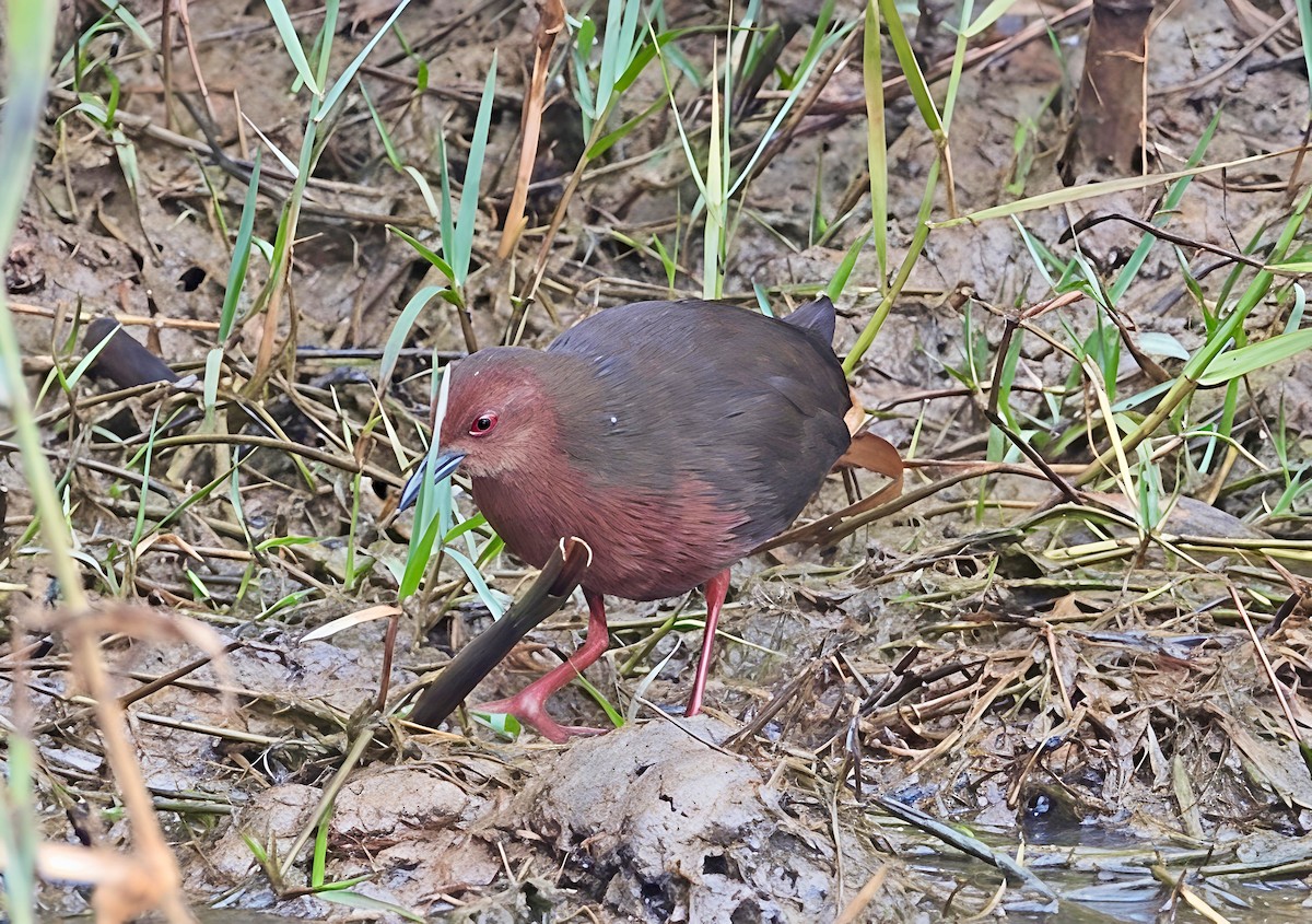 ヒクイナ - ML647608184