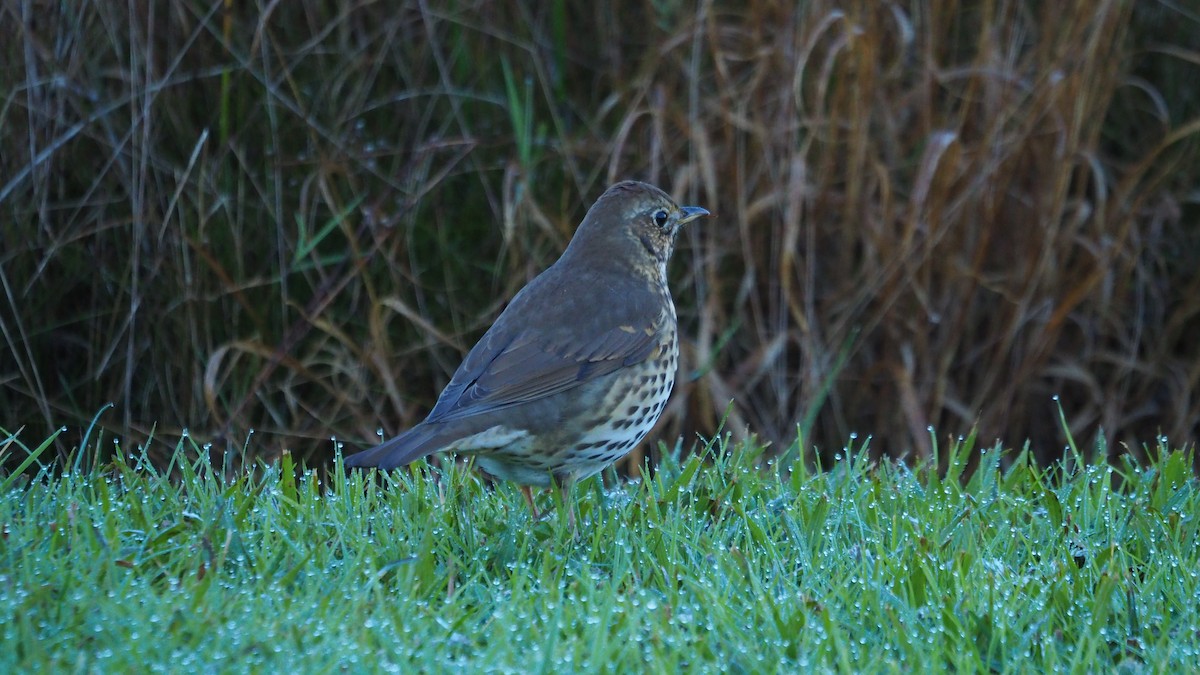 ウタツグミ - ML647608189