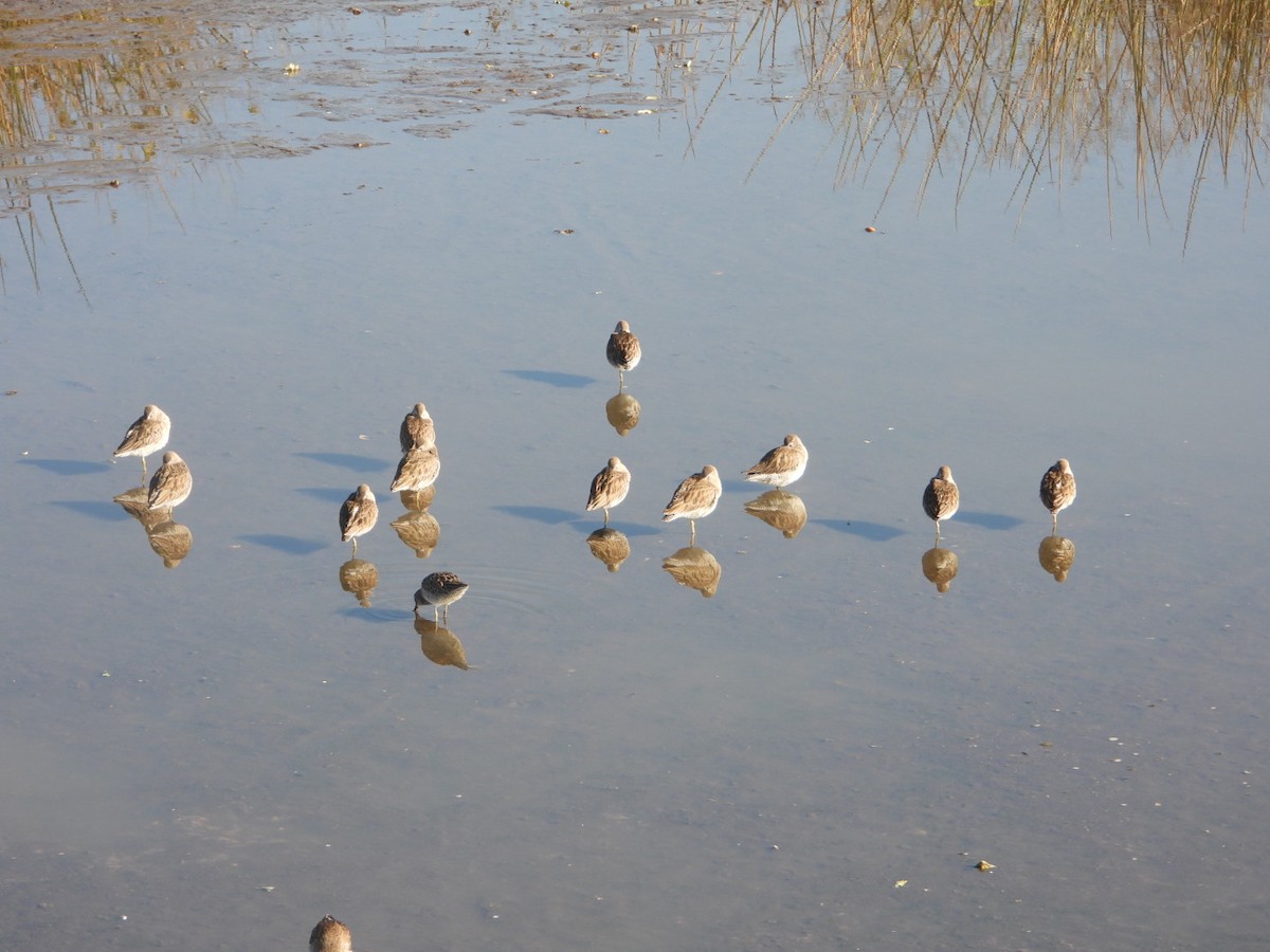 アメリカオオハシシギ - ML647608190