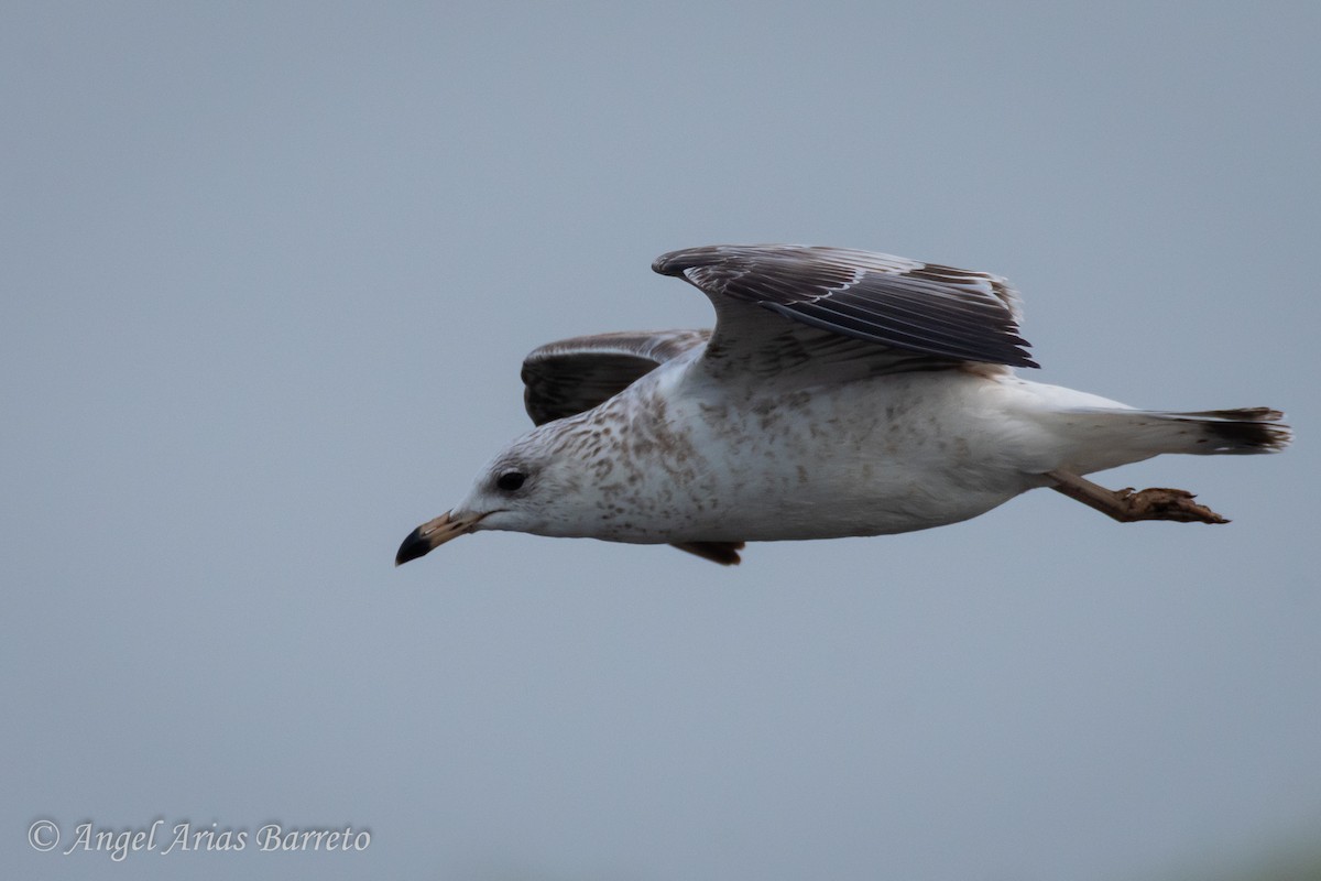 クロワカモメ - ML647608191