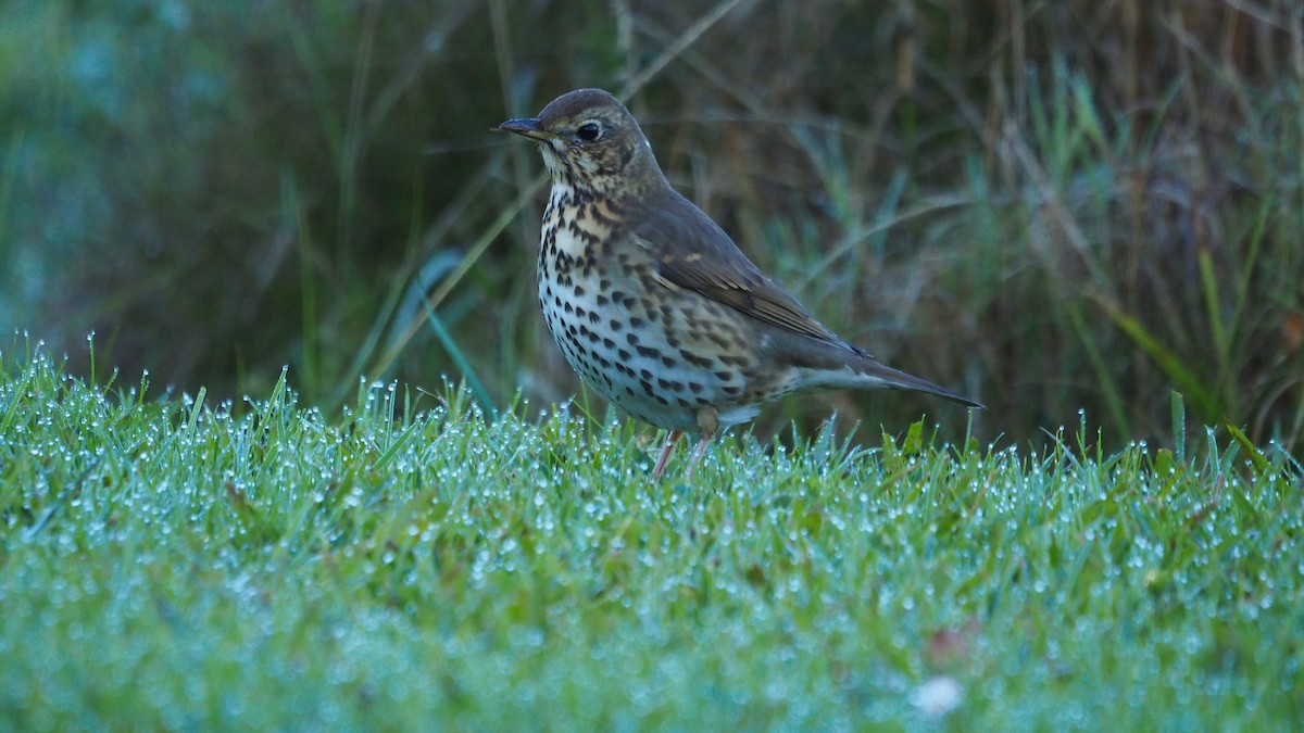 ウタツグミ - ML647608192