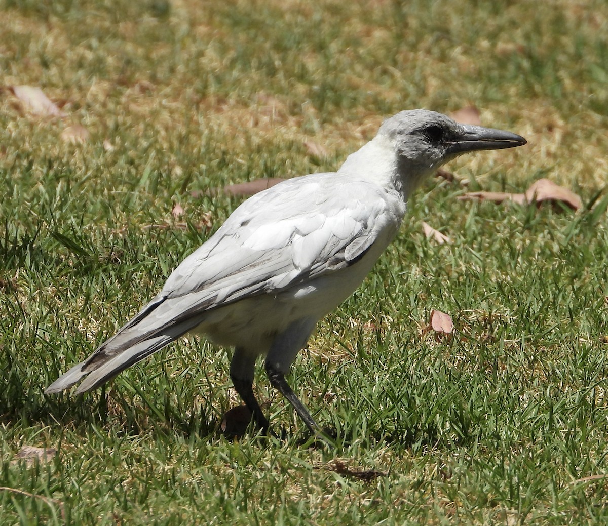 カササギフエガラス - ML647608194