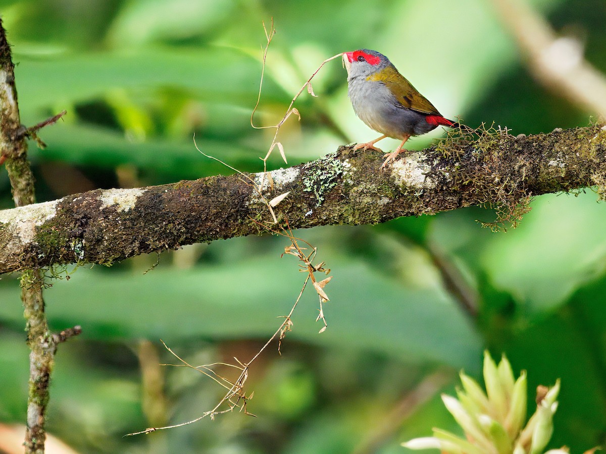 フヨウチョウ - ML647608195