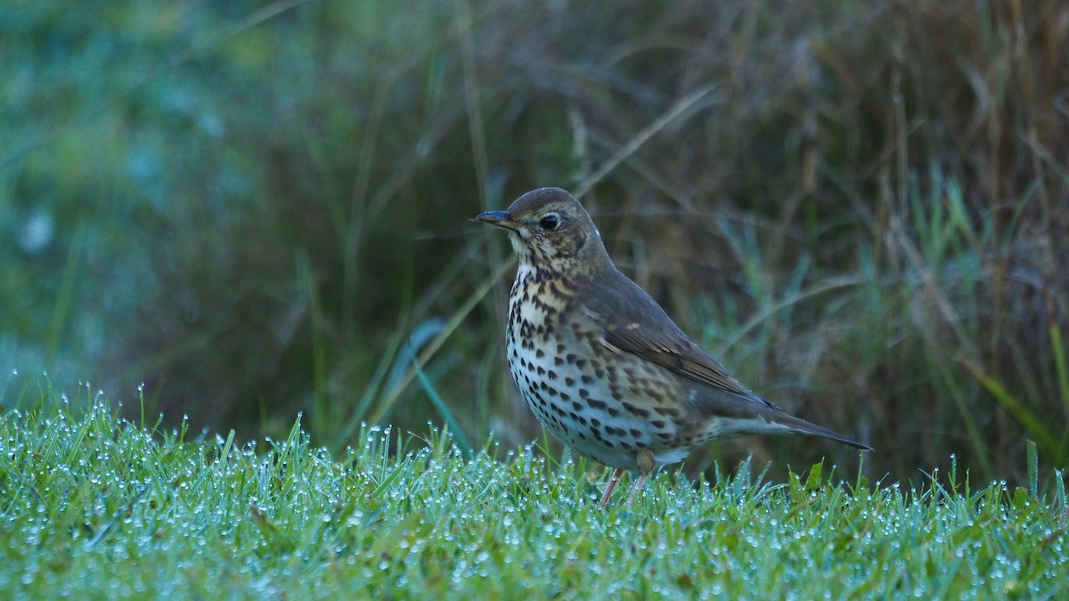 ウタツグミ - ML647608196