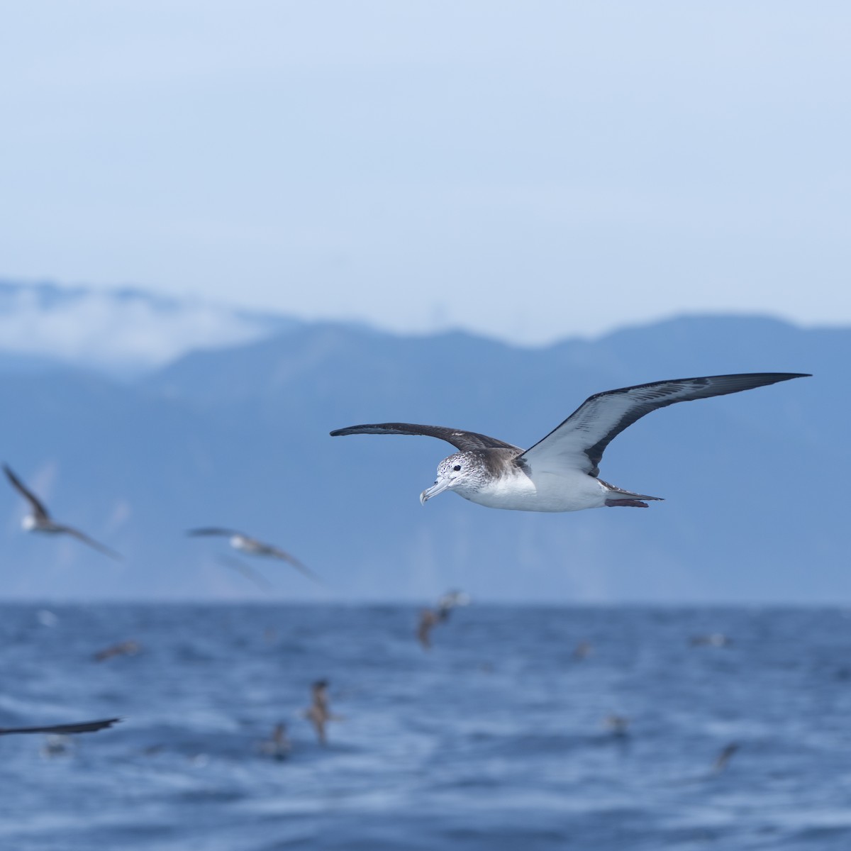 オオミズナギドリ - ML647608197