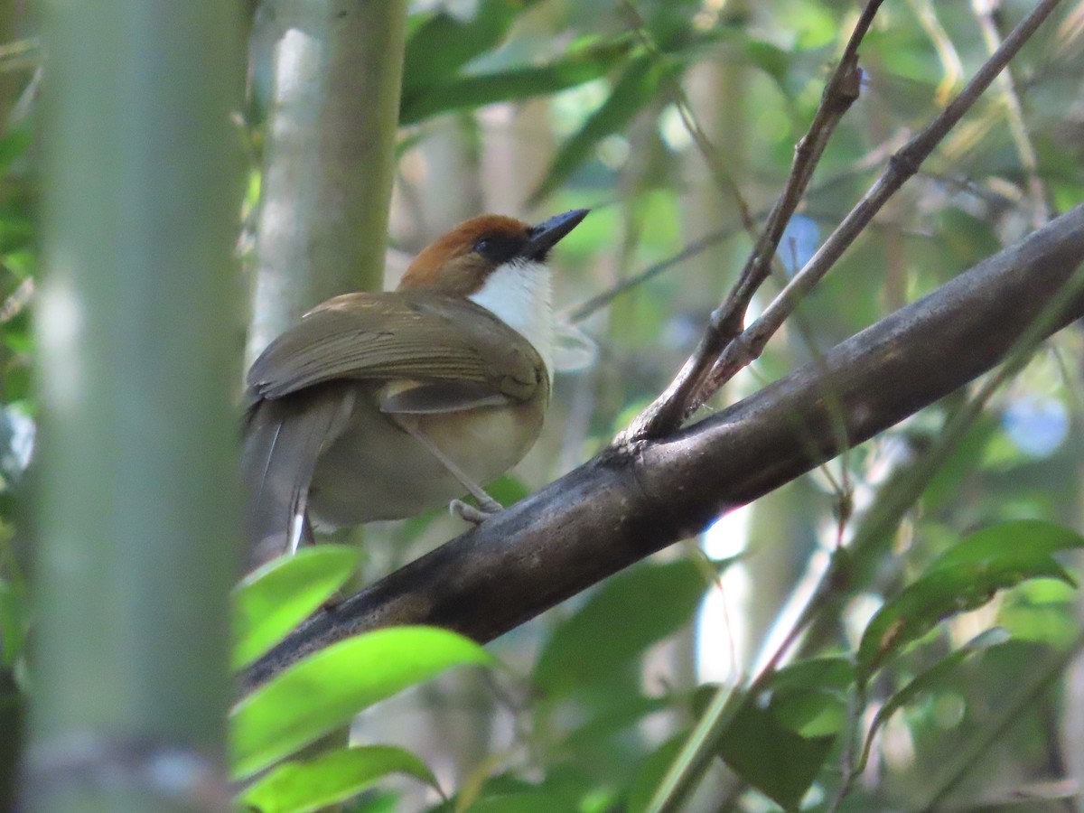 ズアカノドジロガビチョウ - ML647608198