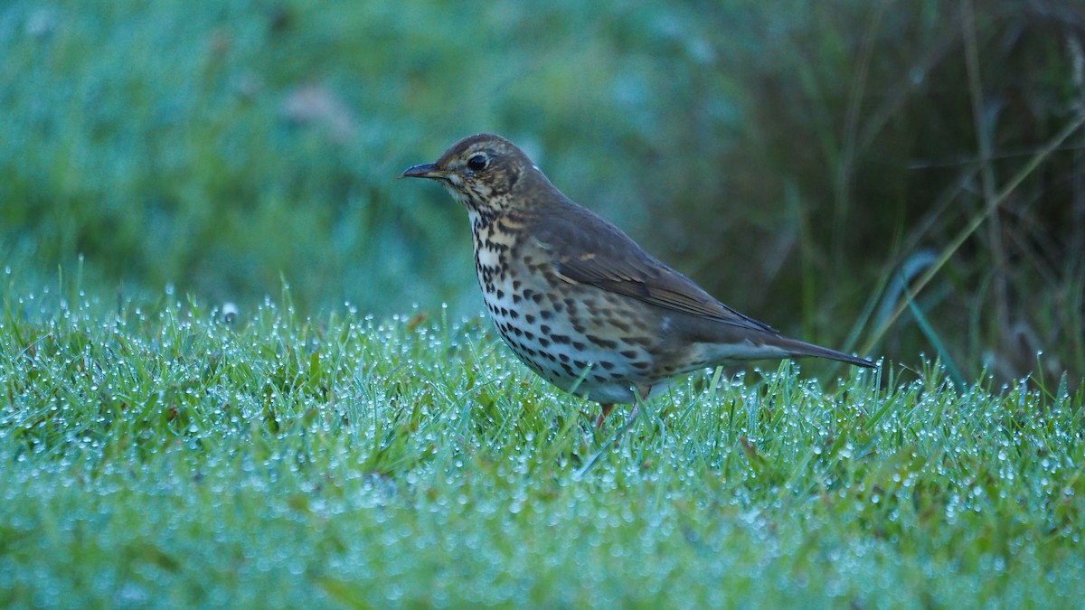 ウタツグミ - ML647608199