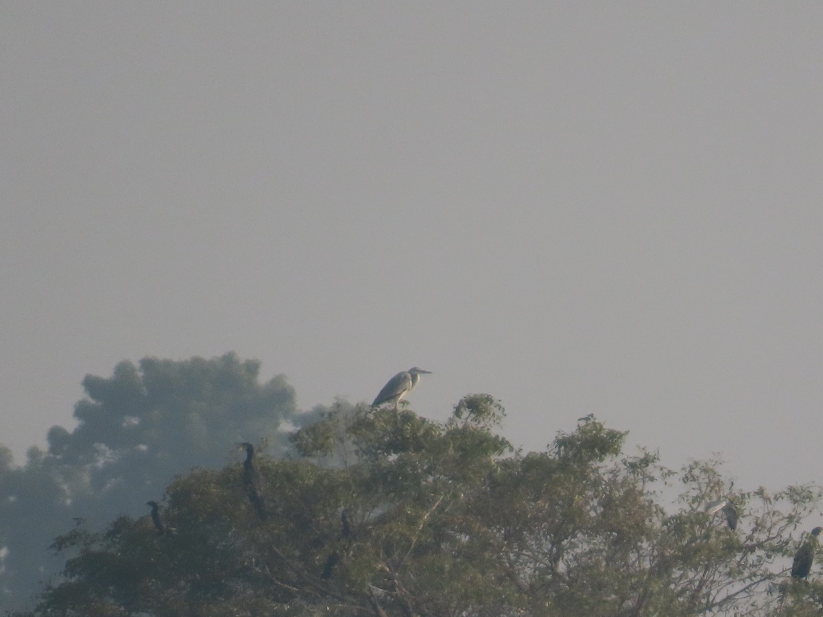 アオサギ - ML647608200