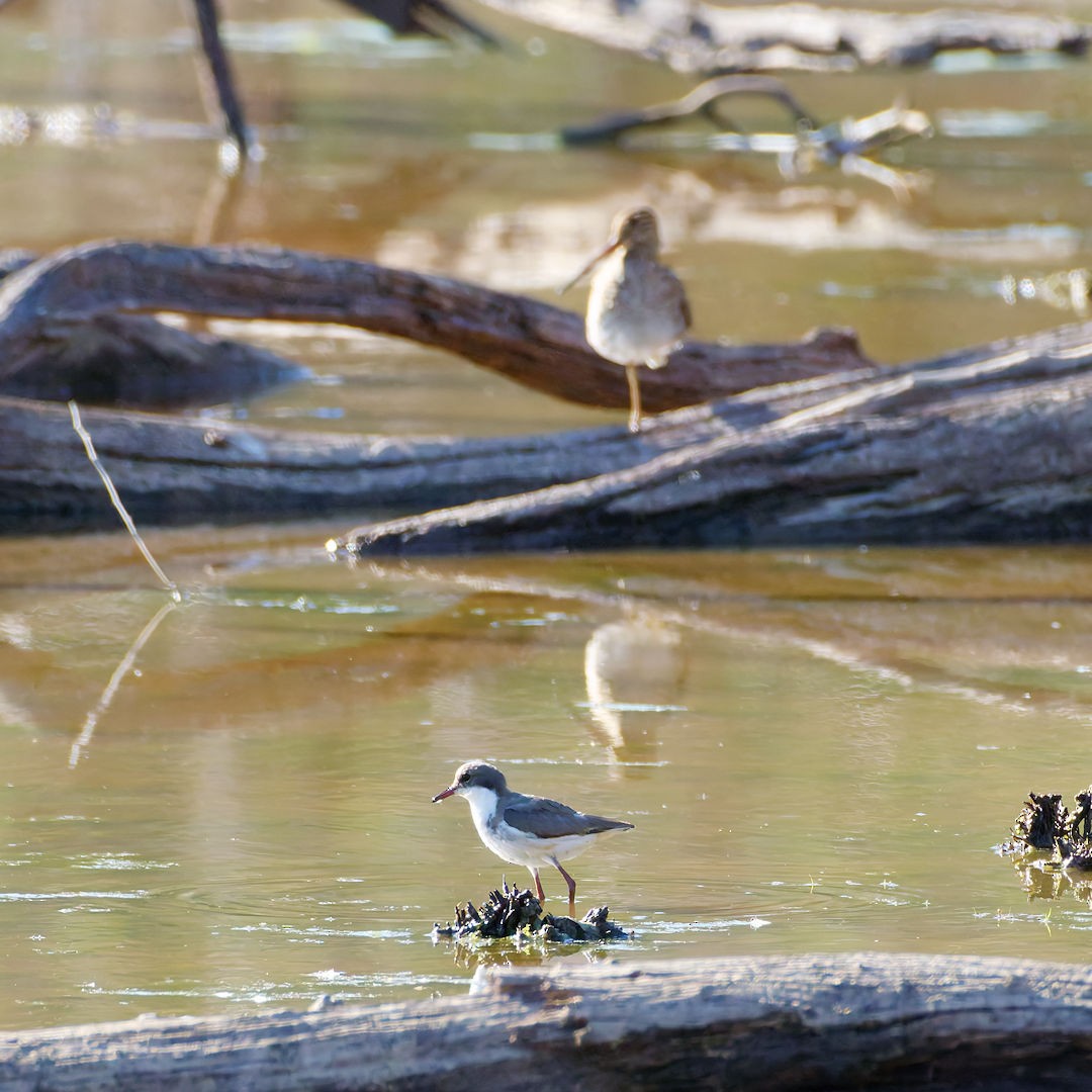カタアカチドリ - ML647608201