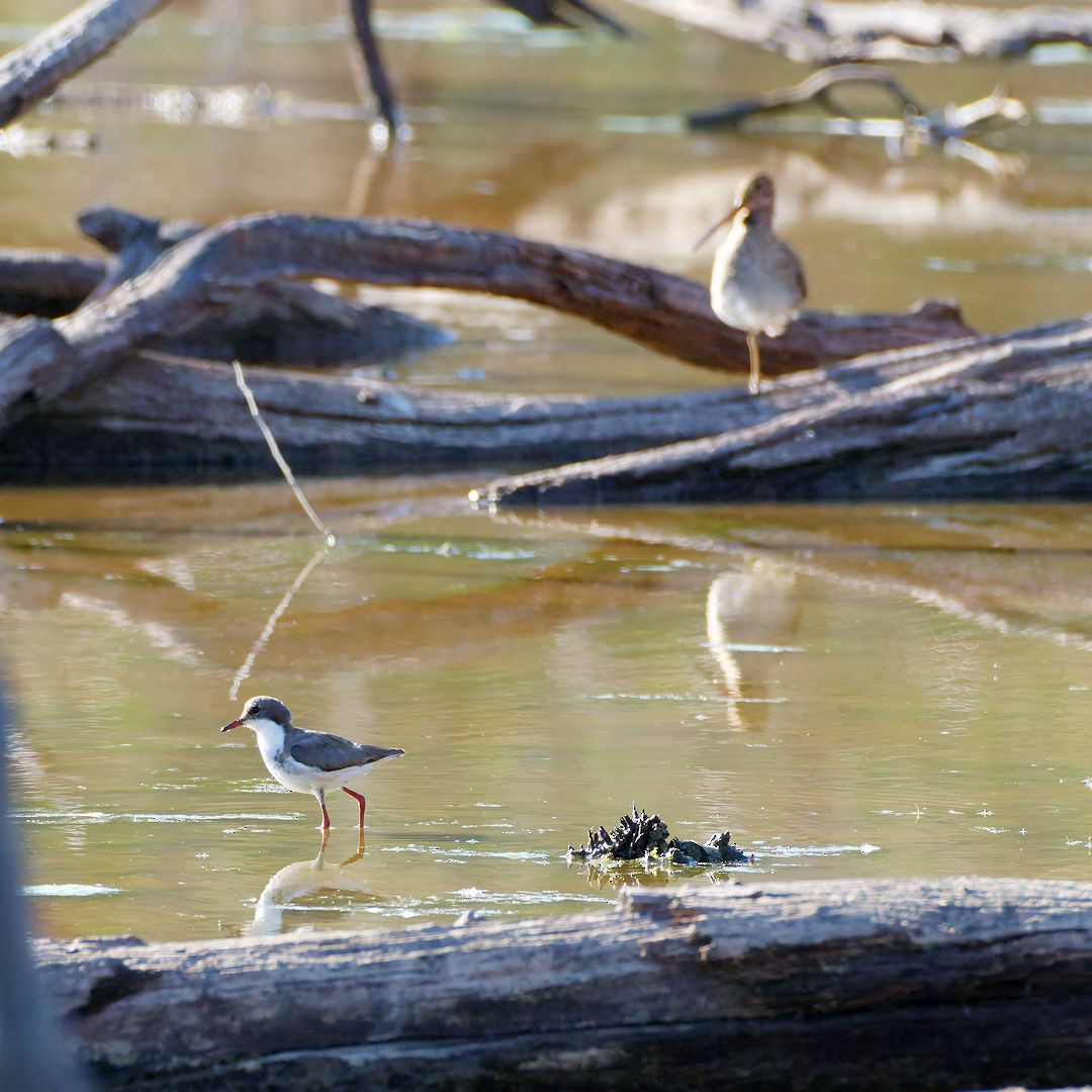 カタアカチドリ - ML647608202