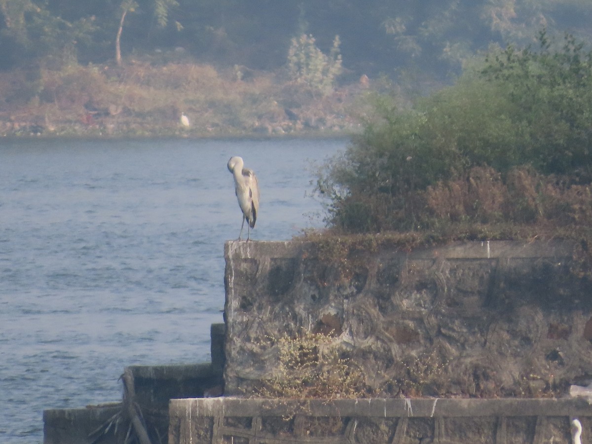 アオサギ - ML647608203