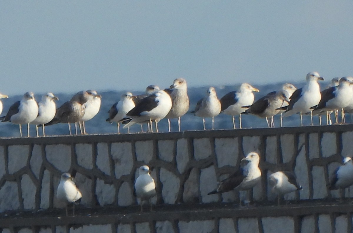 racek mořský - ML647608227