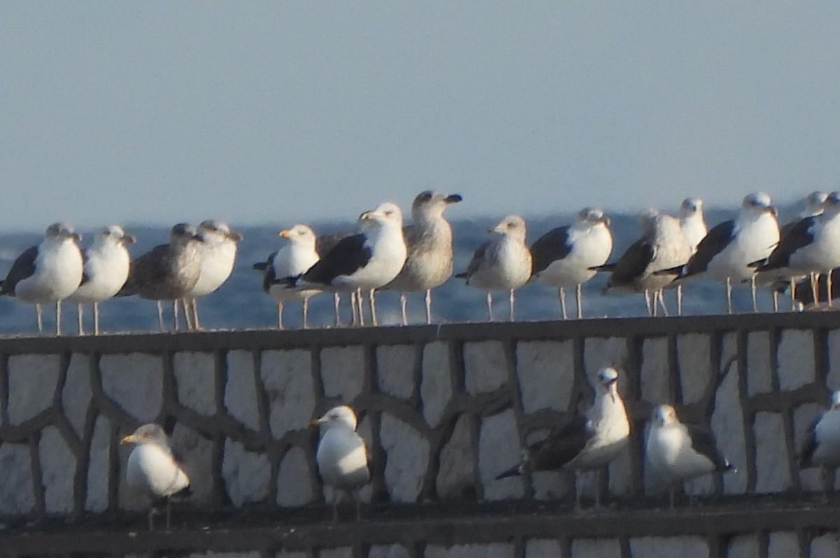 racek mořský - ML647608228