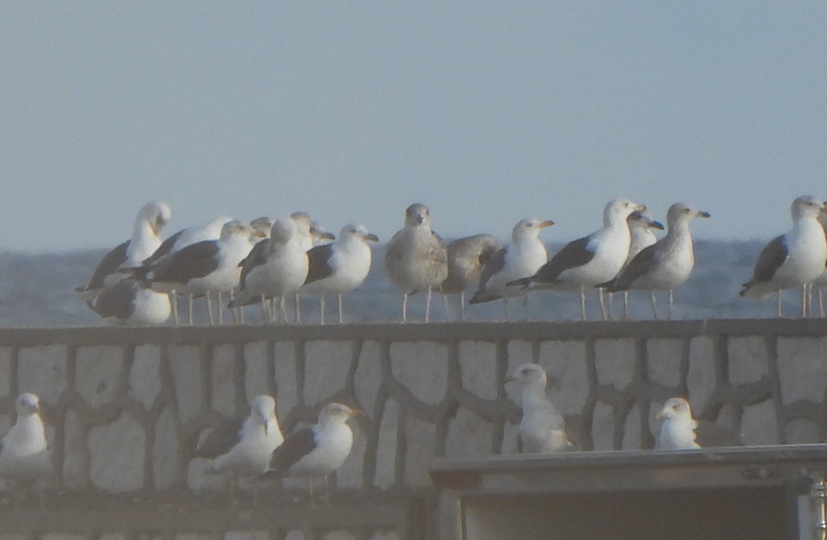 racek mořský - ML647608229