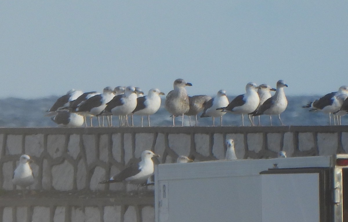 racek mořský - ML647608230