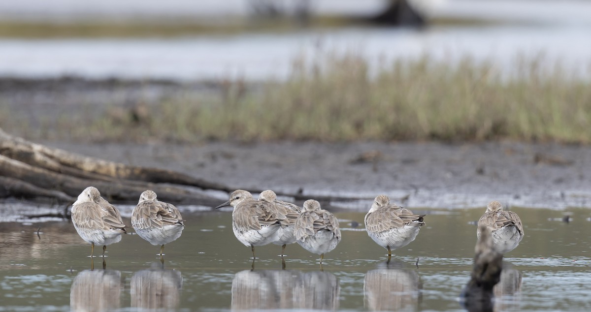 jespák rezavý - ML647608242