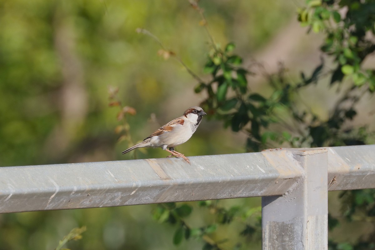 Gorrión Común - ML647608249