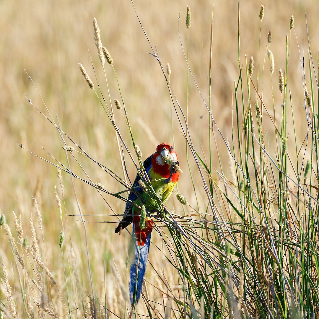 Eastern Rosella - ML647608258