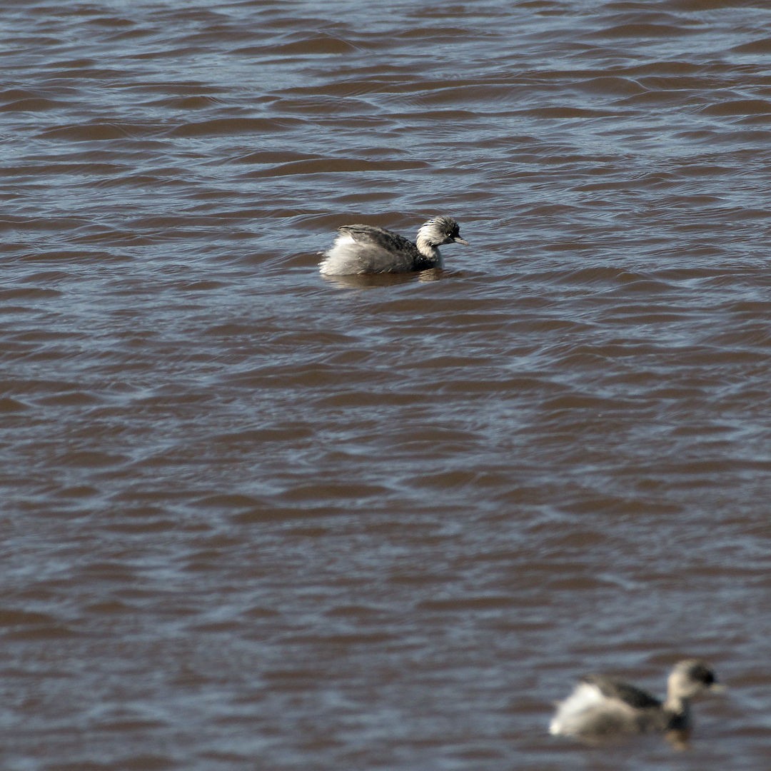 Hoary-headed Grebe - ML647608268