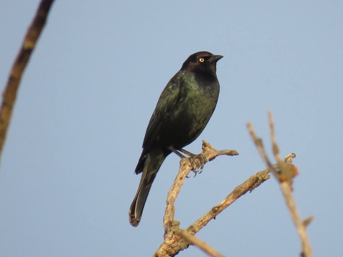 Трупіалець пурпуровий - ML647608280