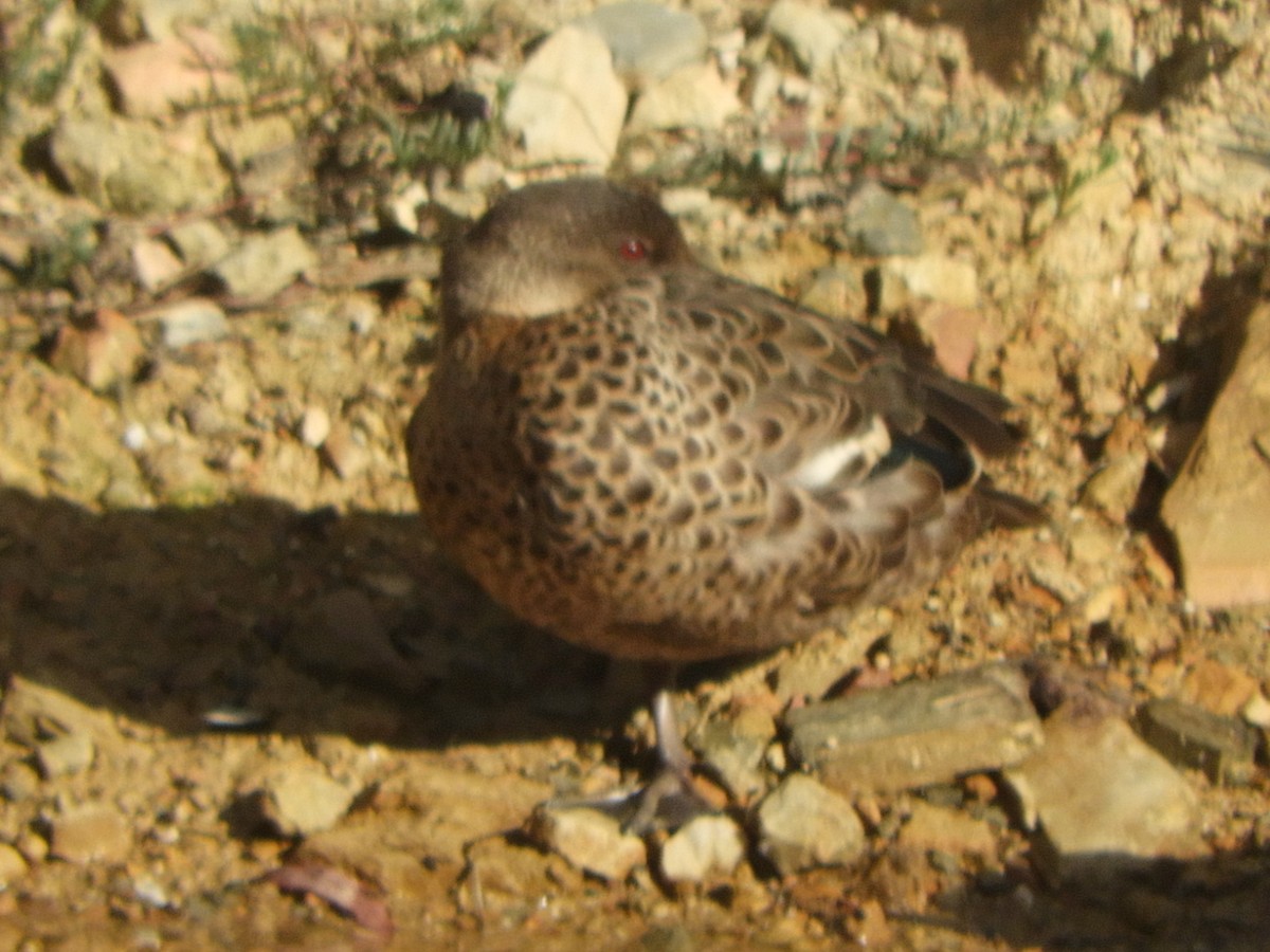 Chestnut Teal - ML647608293