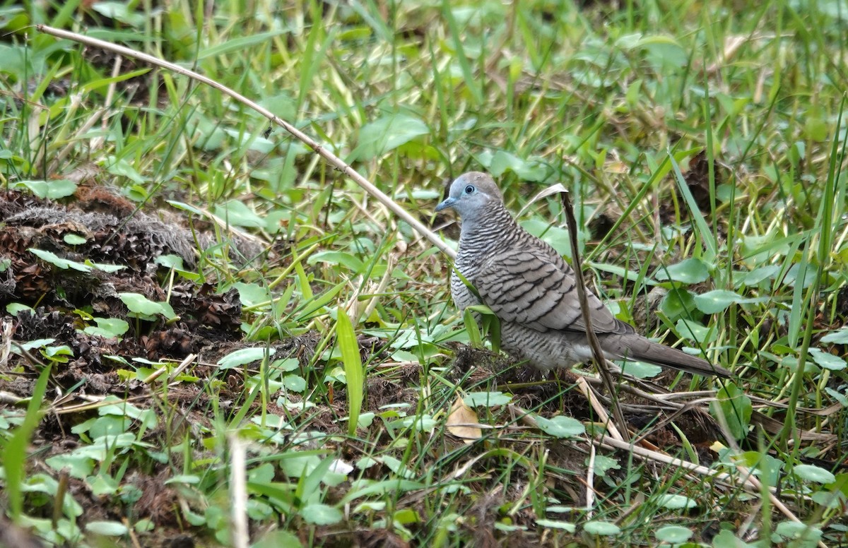 Zebra Dove - ML647608313