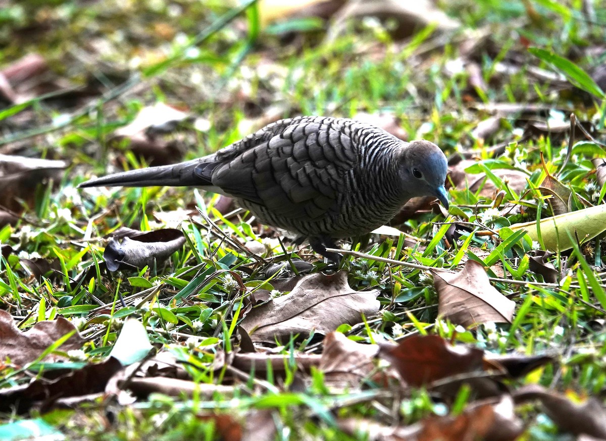 Zebra Dove - ML647608314