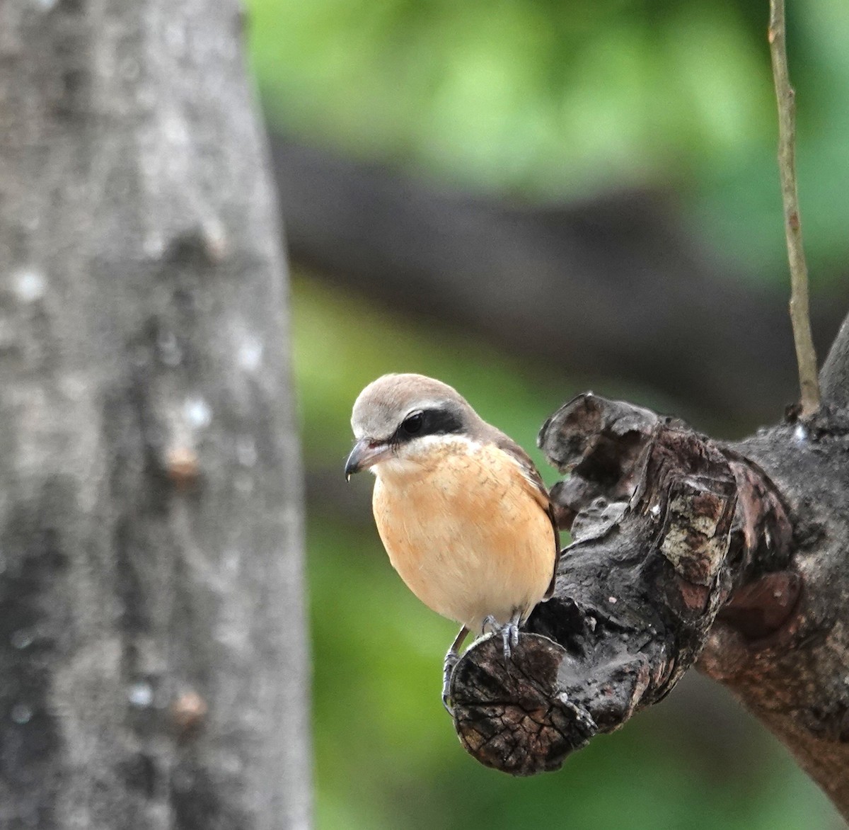 Brown Shrike (Philippine) - ML647608321