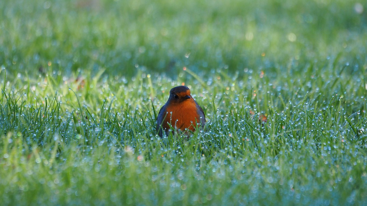 European Robin - ML647608327