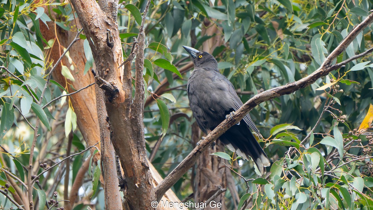 Black Currawong - ML647608328