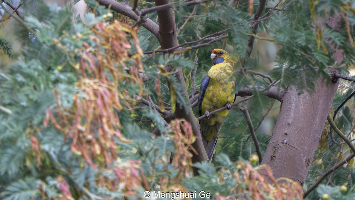 Green Rosella - ML647608329