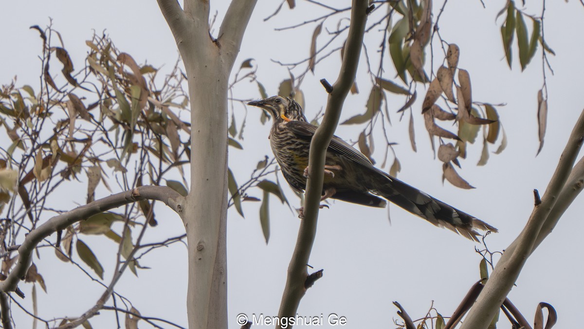 Yellow Wattlebird - ML647608330