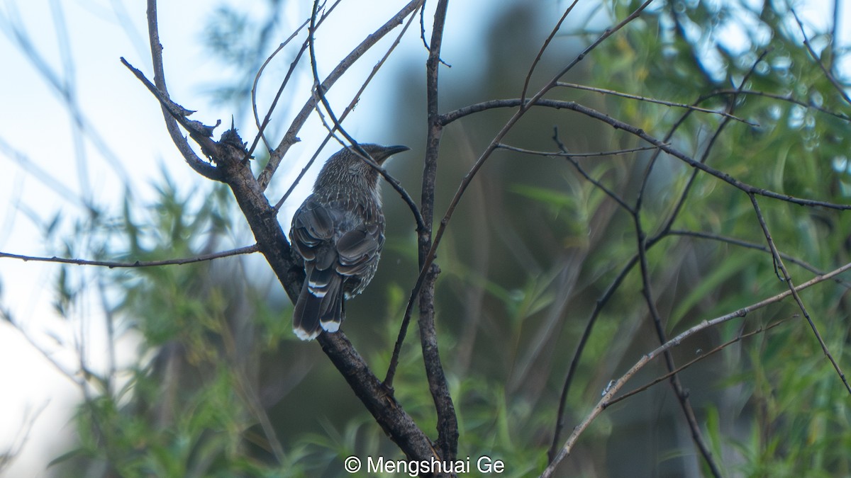 Little Wattlebird - ML647608331