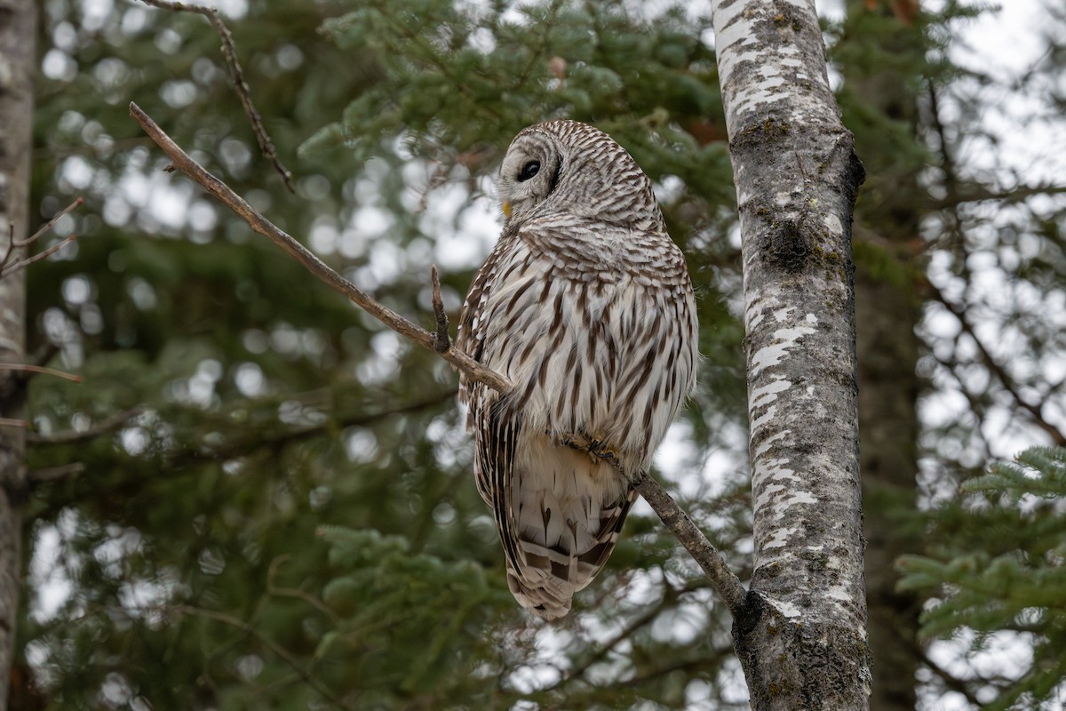 Barred Owl - ML647608332