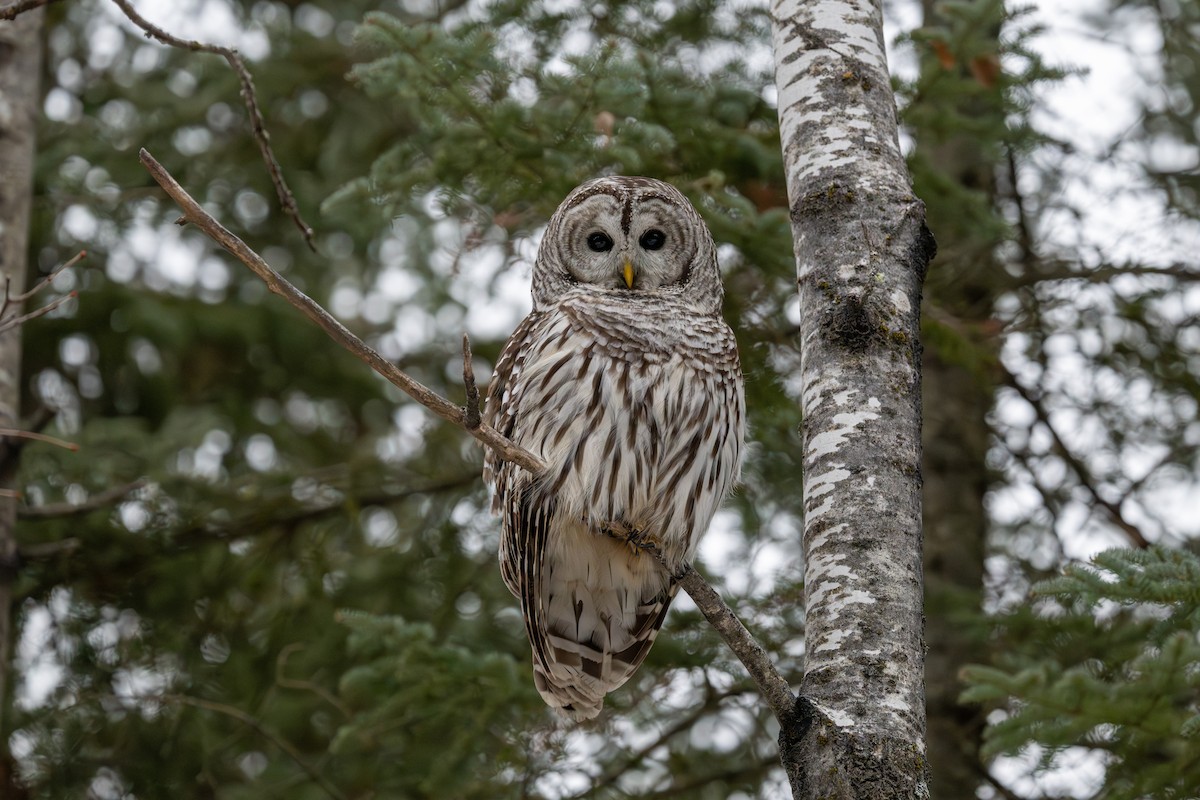 Barred Owl - ML647608333