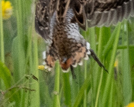 Pin-tailed Snipe - ML647608334