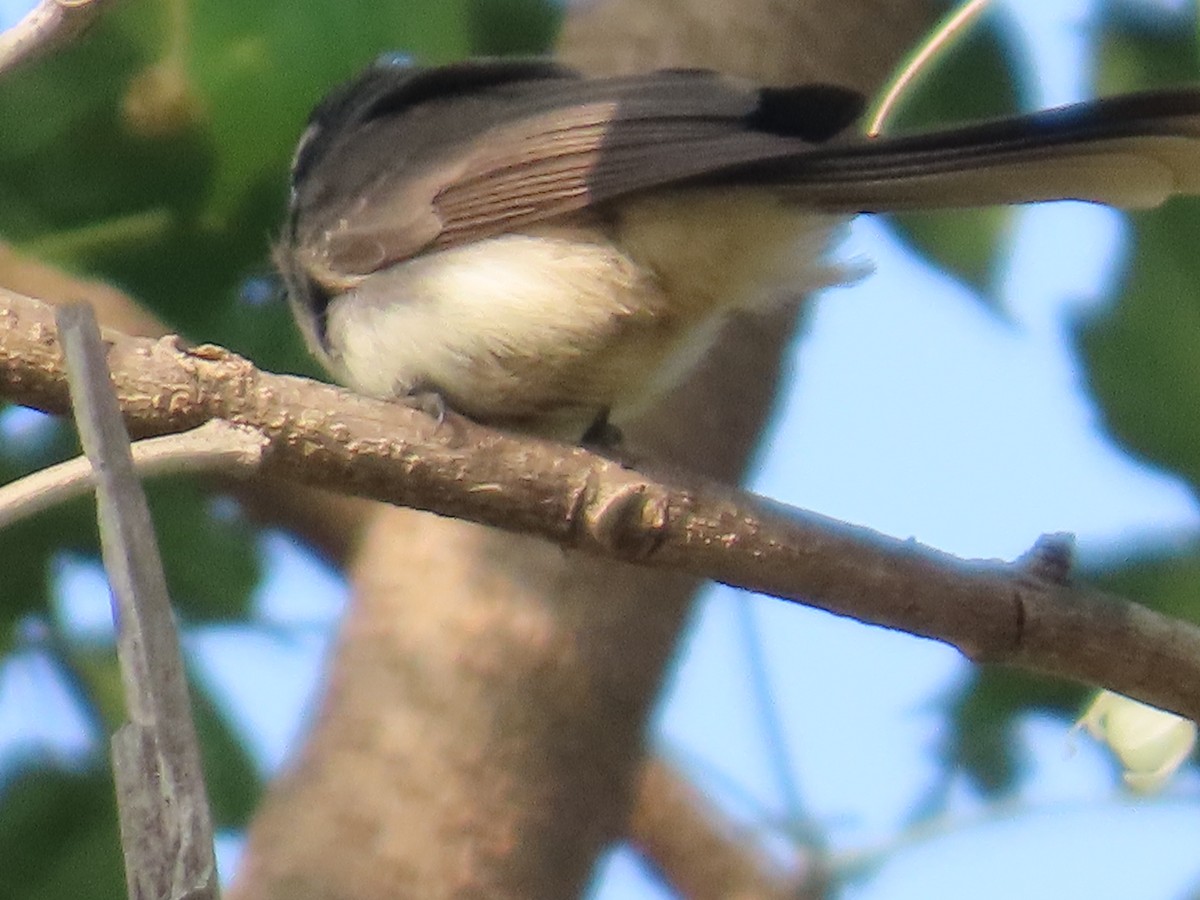 Spot-breasted Fantail - ML647608335