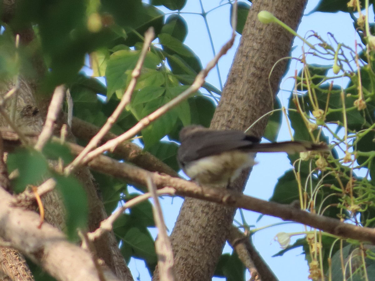 Spot-breasted Fantail - ML647608336