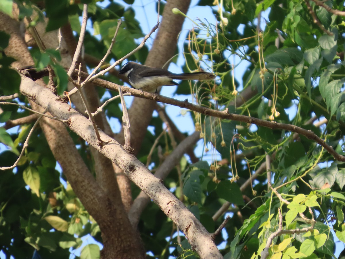 Spot-breasted Fantail - ML647608337