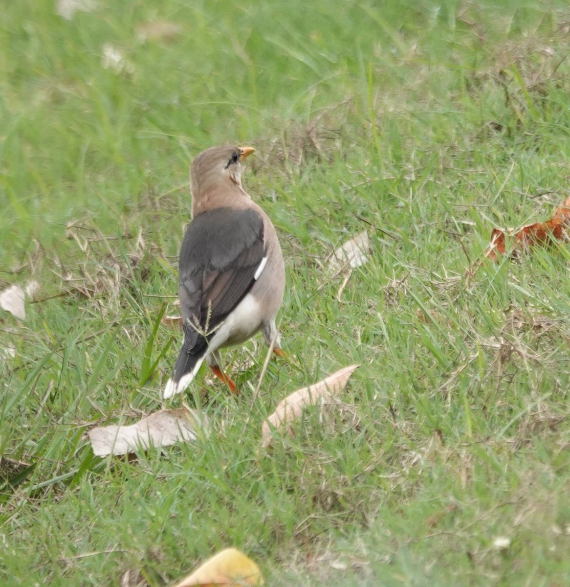 Vinous-breasted Myna - ML647608338